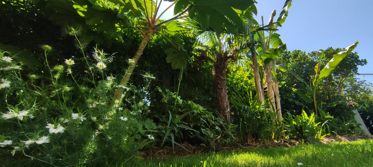 chuwba46's tweet photo. @la_palmeraie @frdvil 
Petites photos du jardin..
J'espère que tout va bien pour vous ;)
@+ Olivier https://t.co/ToXuzrZ3UY