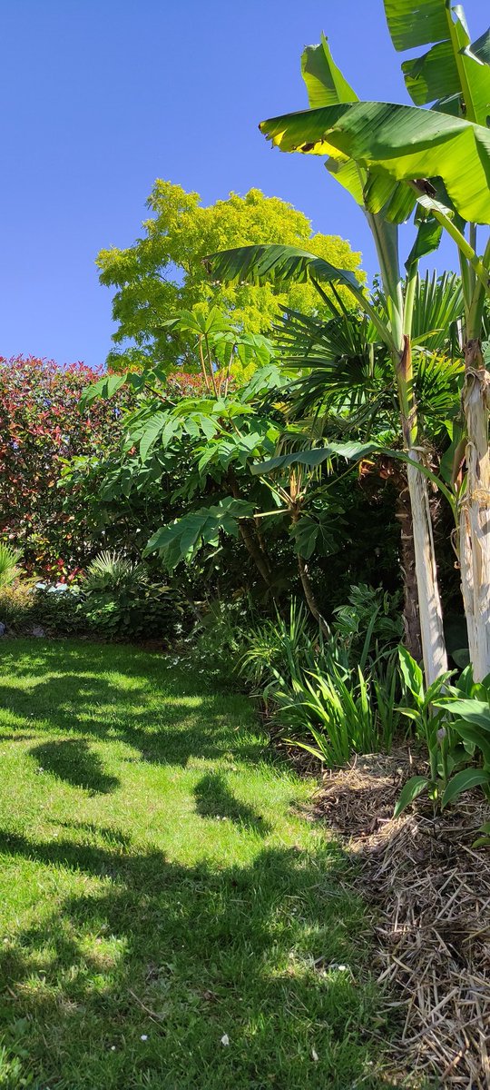 chuwba46's tweet photo. @la_palmeraie @frdvil 
Petites photos du jardin..
J'espère que tout va bien pour vous ;)
@+ Olivier https://t.co/ToXuzrZ3UY