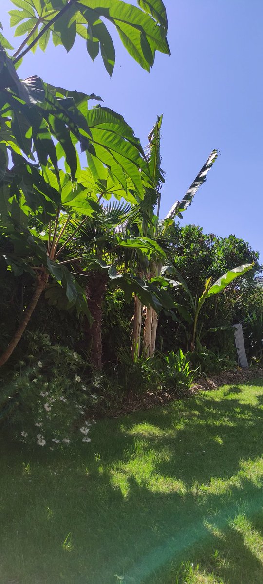 chuwba46's tweet photo. @la_palmeraie @frdvil 
Petites photos du jardin..
J'espère que tout va bien pour vous ;)
@+ Olivier https://t.co/ToXuzrZ3UY