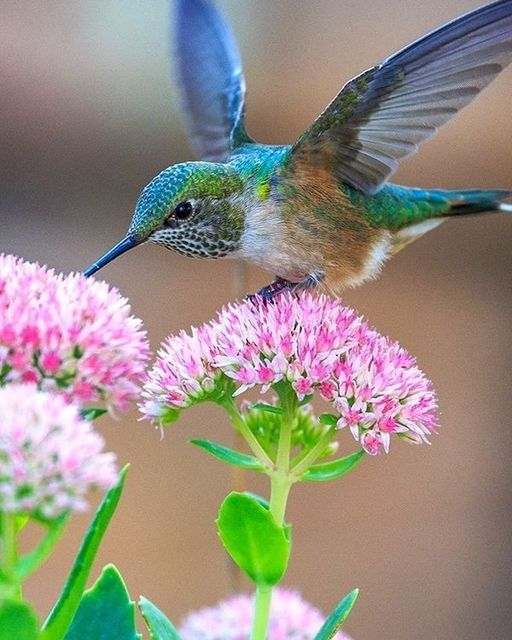 zazafontaine42's tweet photo. Beautiful bird https://t.co/HAbmj0EZSR