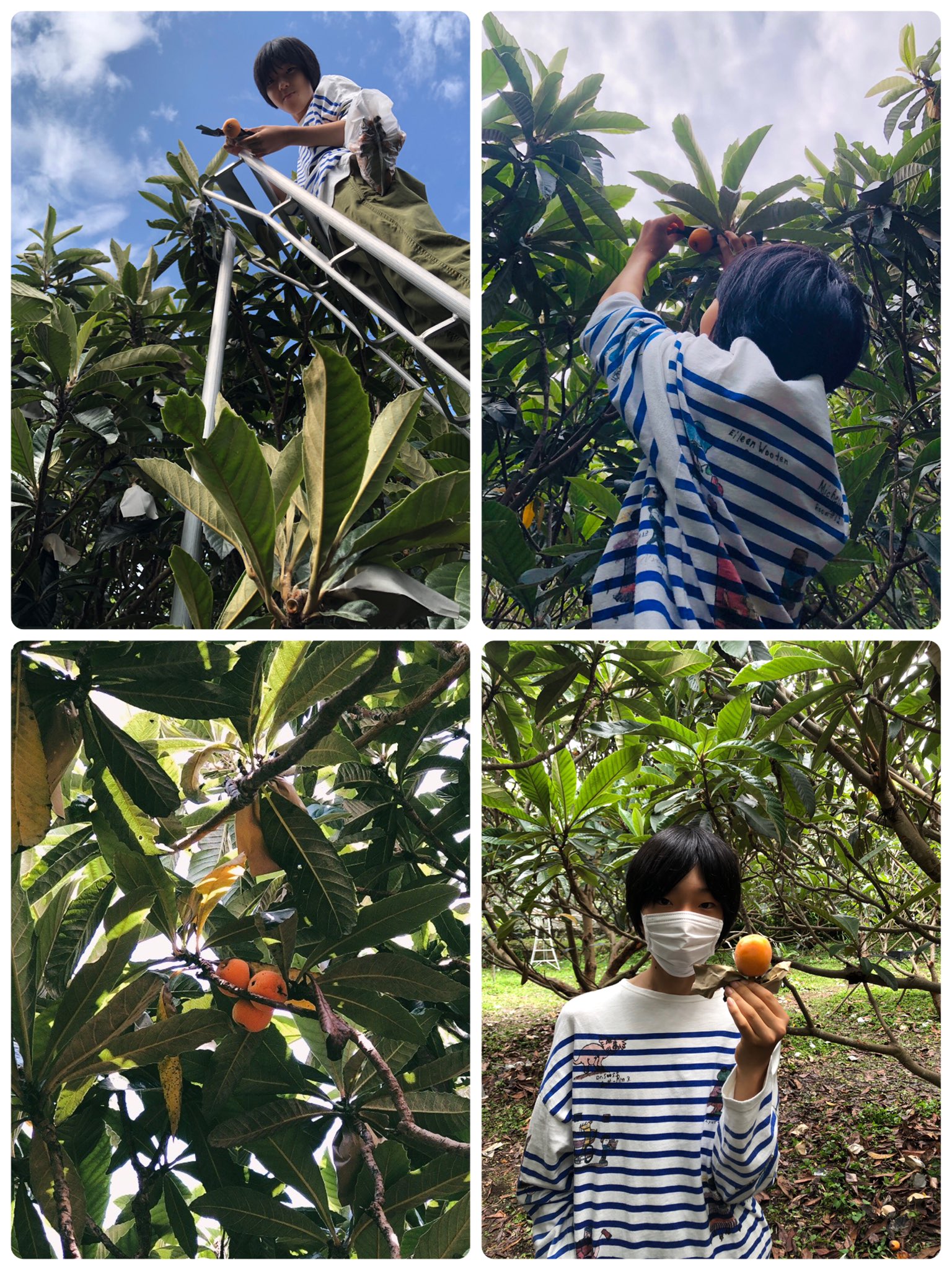 みなとのごちそう野菜 初のびわ狩り In千葉 富浦 品種は 大房 です 木の上で完熟した採りたてびわは驚くほどにジューシーで瑞々しいです 完熟しているので酸味が少なく 甘みをより強く感じます びわ狩り めちゃくちゃおススメです T Co みなとのごちそう野菜 初のびわ狩り In千葉 富浦 品種は 大房 です 木の上で完熟した採りたてびわは驚くほどにジューシーで瑞々しいです 完熟しているので酸味が少なく 甘みをより強く感じます びわ狩り めちゃくちゃおススメです T Co