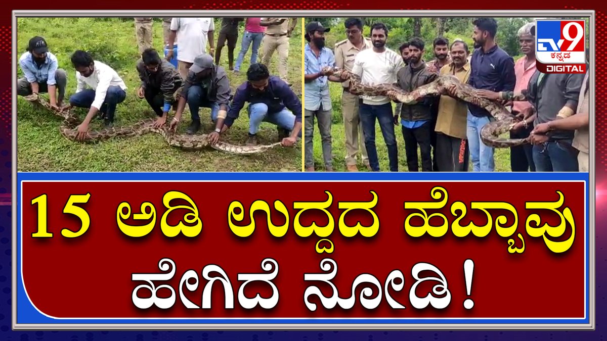 tv9kannada's tweet photo. ಹಾರಂಗಿ ಜಲಾಶಯದ ಬಳಿ 15 ಅಡಿ ಉದ್ದದ Python ಸೆರೆ.. ಅದು ಹೇಗಿದೆ ನೋಡಿ | Tv9 Kannada
Video Link►https://t.co/iIJ2iQdW7r
#Python #HarangiDam #Madikeri #Kodagu #Anaconda #15feetPython https://t.co/MqJcfEZHdZ