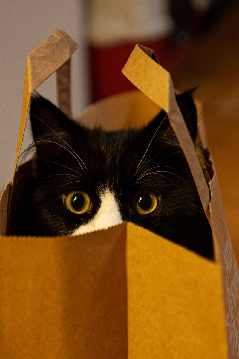 SlavenPP's tweet photo. Cat in the bag https://t.co/atvzCuXupp