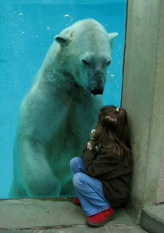 Two innocent souls born into a cruel world💖 One is being taught that human cruelty is ok💔 One experiences it every moment of every day😡 Captivity is torture🐻💔 #BeKind 🐾💞 Be #vegan💖 @PeterEgan6 @Protect_Wldlife @RickyGervais @RobRobbEdwards @Ivy_MiddletonUK @Animal_Watch