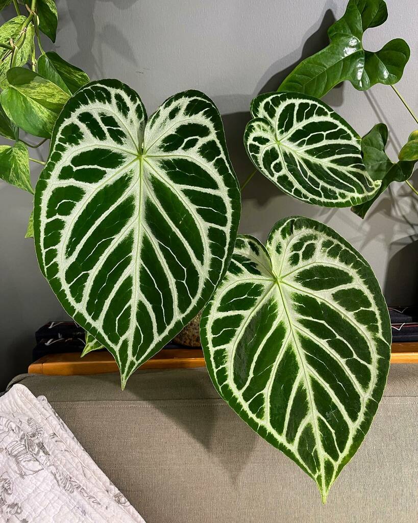 PrinciplePlant's tweet photo. #Anthuriumsanonymous #anthuriummadness #allaboutanthuriums #anthuriumcollection #leaftexture #ihaveathingforfoliage #ihaveathingforanthuriums #plantaddict #plantsofinstagram #plantstagram #plantcommunity #plantsmakepeoplehappy #anthuriumcrystallinumsilve… https://t.co/LExVLjPba5 https://t.co/XxppKTTZlz