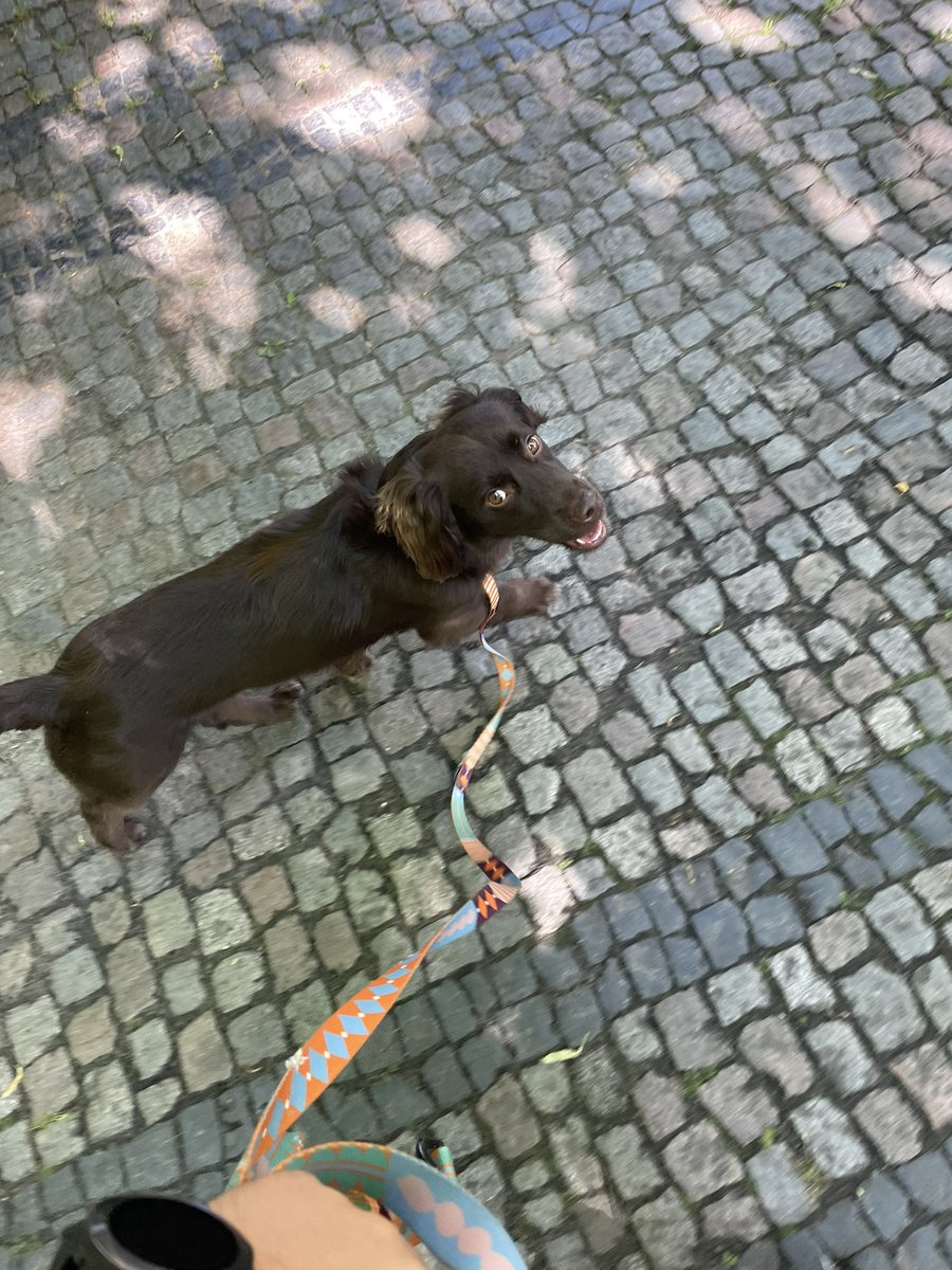 piotr_makowiec's tweet photo. Stary Libek poczłapał 🏃‍♂️😎było wez #Felka 🤣🤣ktoś będzie miał pamiątkę z wakacji 🤷‍♂️ale pirat karteczkę zostawił 😅@gdansk #ilovegdn #wrzeszcz #running #garmin #weekend 🇵🇱🇪🇺☀️☀️ https://t.co/ZC37izplbb