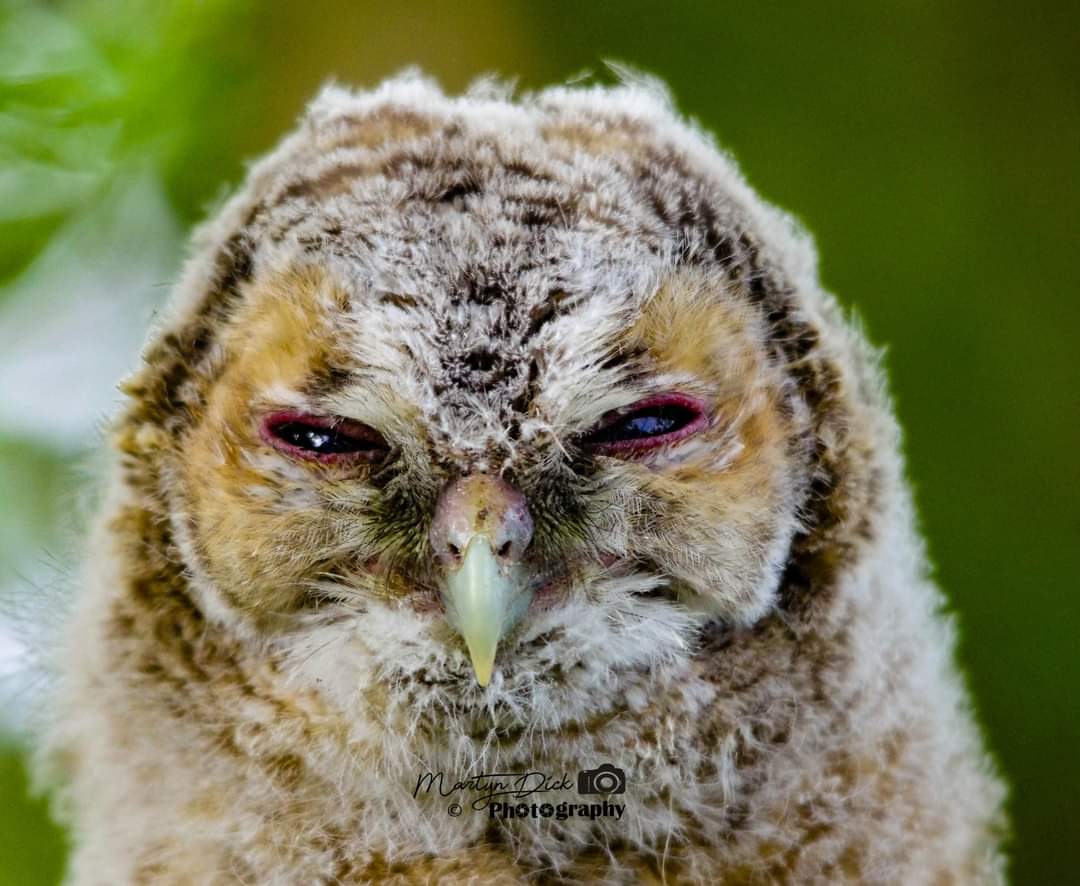 dick_martyn's tweet photo. A amazing spot yesterday morning with this baby owl in a Bush https://t.co/6DUmCtm9f8