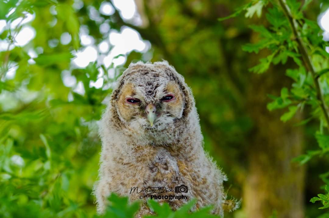 dick_martyn's tweet photo. A amazing spot yesterday morning with this baby owl in a Bush https://t.co/6DUmCtm9f8