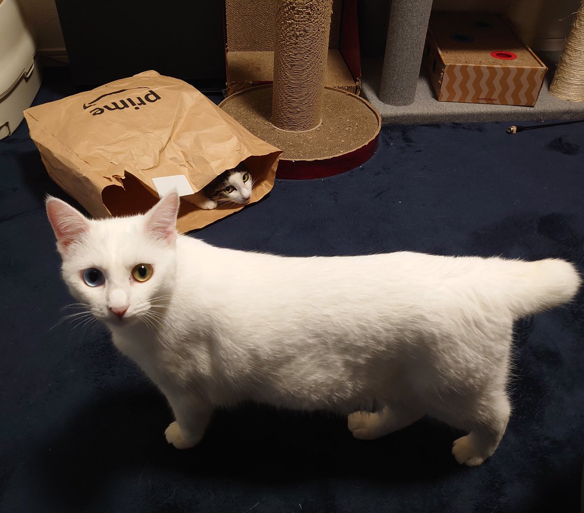 syucha_cat's tweet photo. Amazon紙袋大好き猫と通りすがりのキメ顔猫
#cat #CatsOfTwitter #猫のいる暮らし https://t.co/IecD8MyvpM