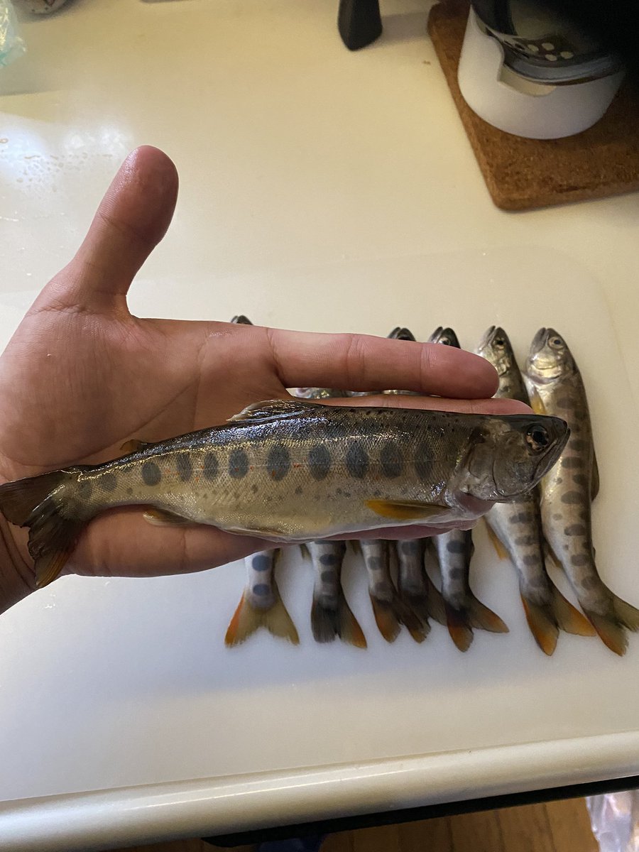 dog_s2's tweet photo. 今日の釣果🐟 https://t.co/JO0Uoh4NDi