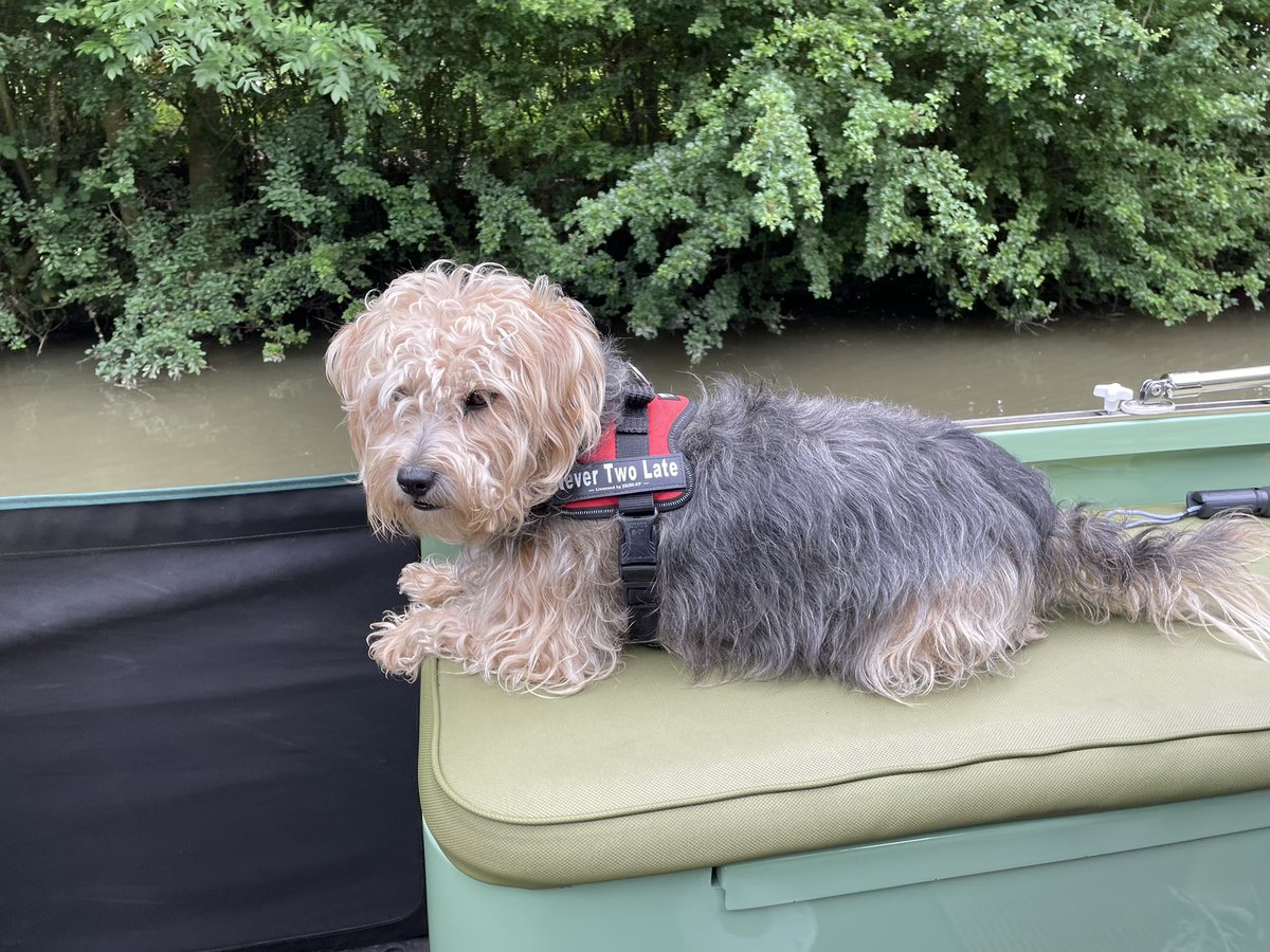 NeverTwoLate1's tweet photo. And we are off & Mexi has new labels on her harness.
#onthemoveagain
#narrowbaotlife
#happyboaters https://t.co/UsS5hzYPzQ
