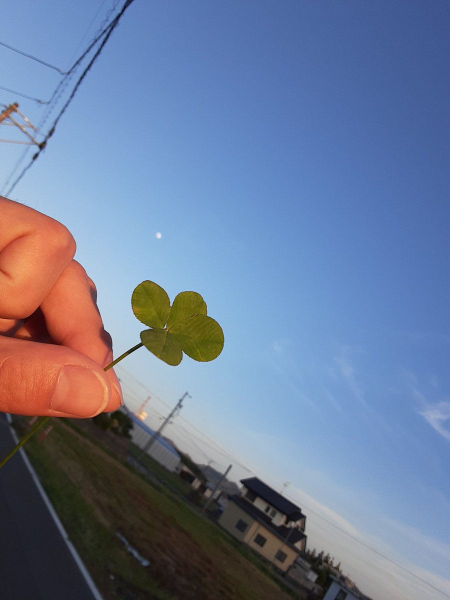 MQRFzmdzJsLECZb's tweet image. 44歳で、人生３回目の四つ葉のクローバー🍀
風のある、涼しい夕方で、気持ちいい❗
