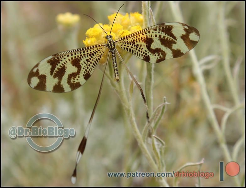 DrBioblogo's tweet photo. ¡Qué ganas tenía de volver a ver a este duendecillo de vuelos peculiares! 
/ Nemoptera bipennis / 😍😍

Este ejemplar tenía uno de los "pennis" un poco estropeado 🤔

#fauna #insectos #Neuroptera https://t.co/oSy2e3sDjT