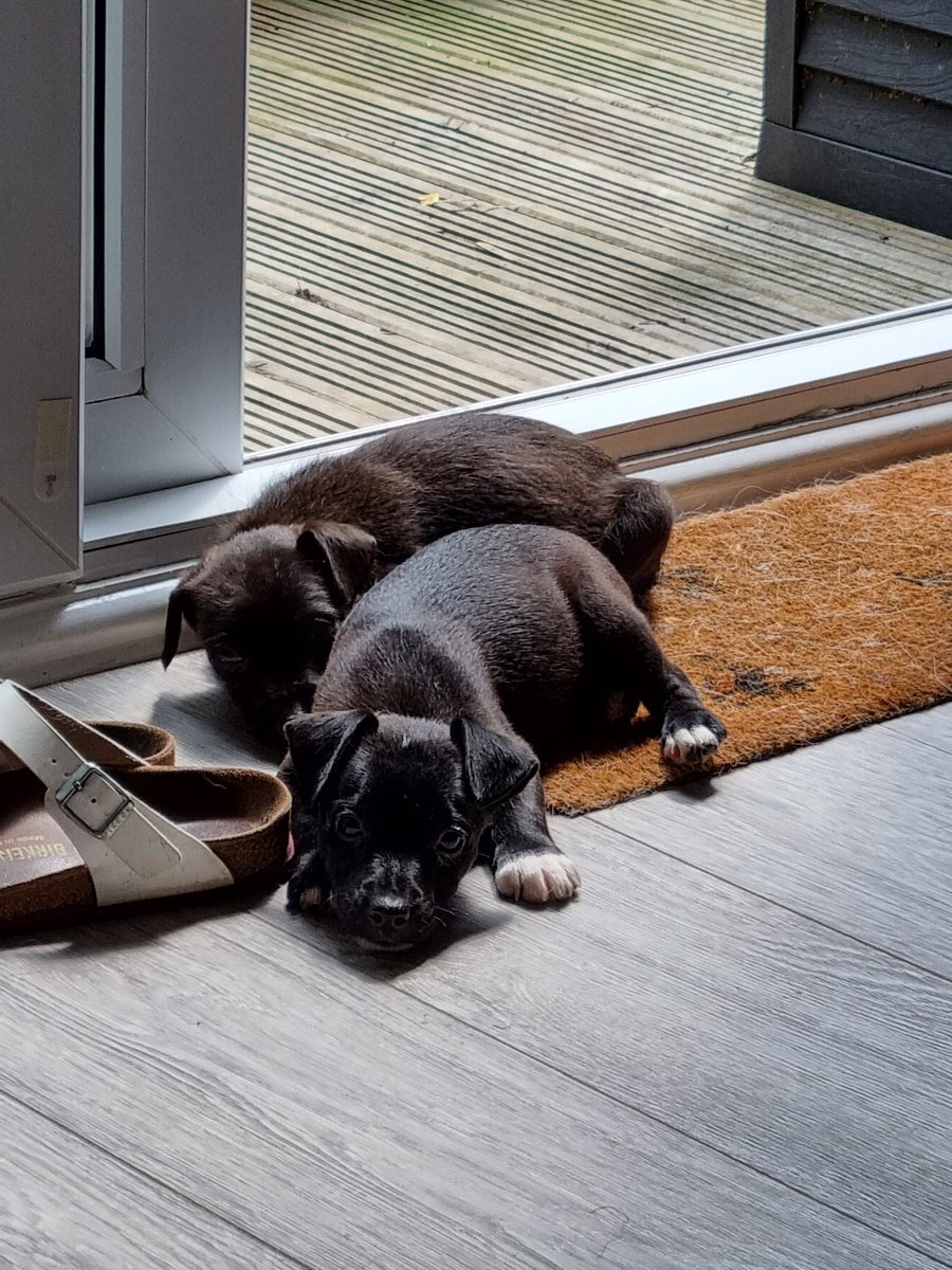 PlatingPrecious's tweet photo. The new additions for our HQ #puppylove #puppylife https://t.co/1FiuYPRH47