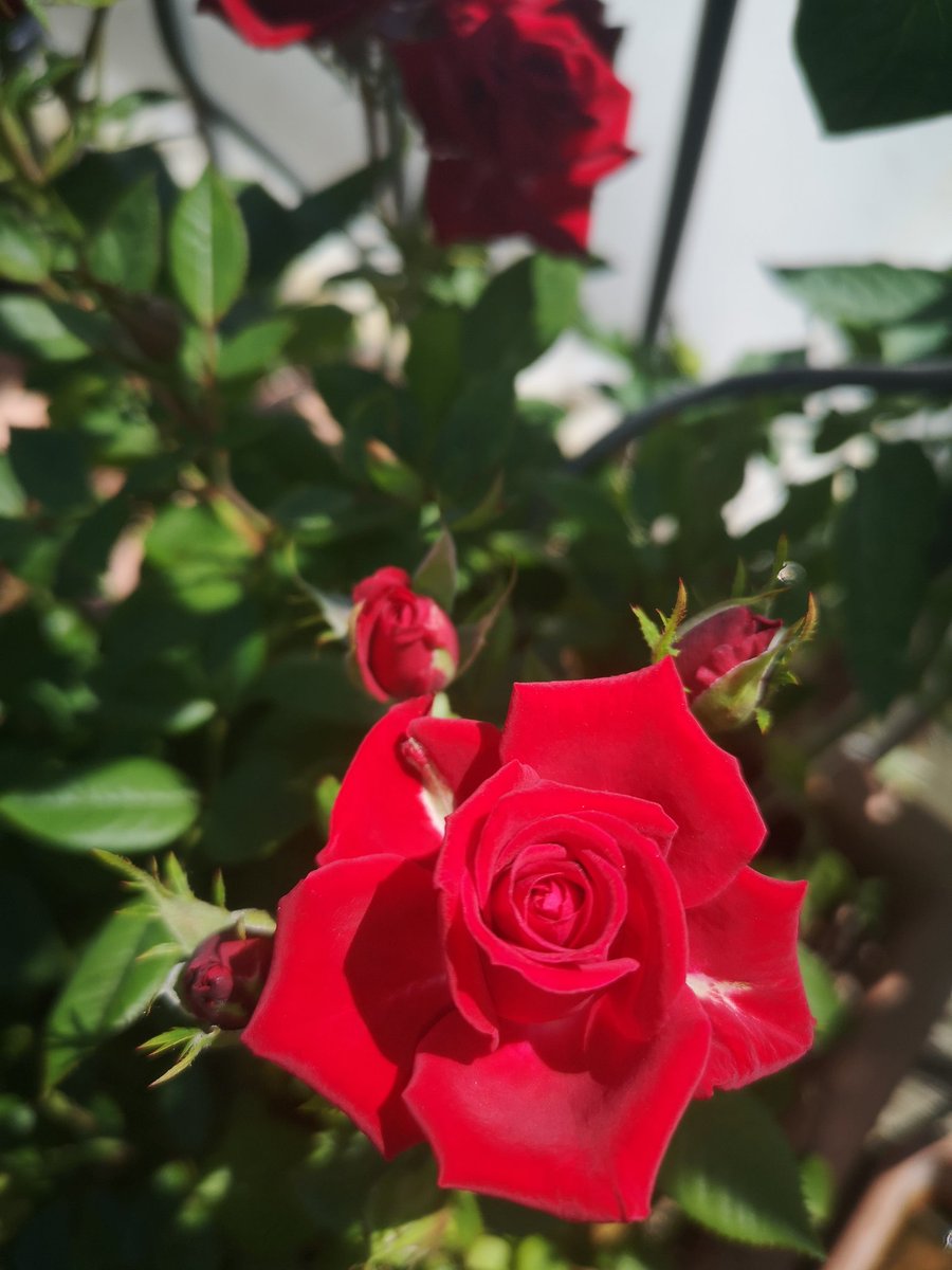 AlbertT80's tweet photo. #balcony #flowers #plants https://t.co/xTRJECcMvh
