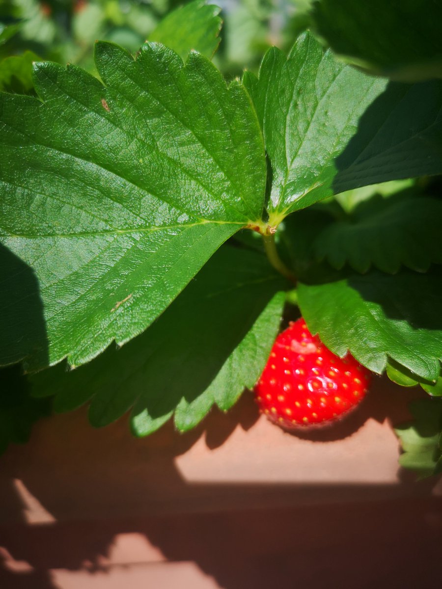 AlbertT80's tweet photo. #balcony #flowers #plants https://t.co/xTRJECcMvh