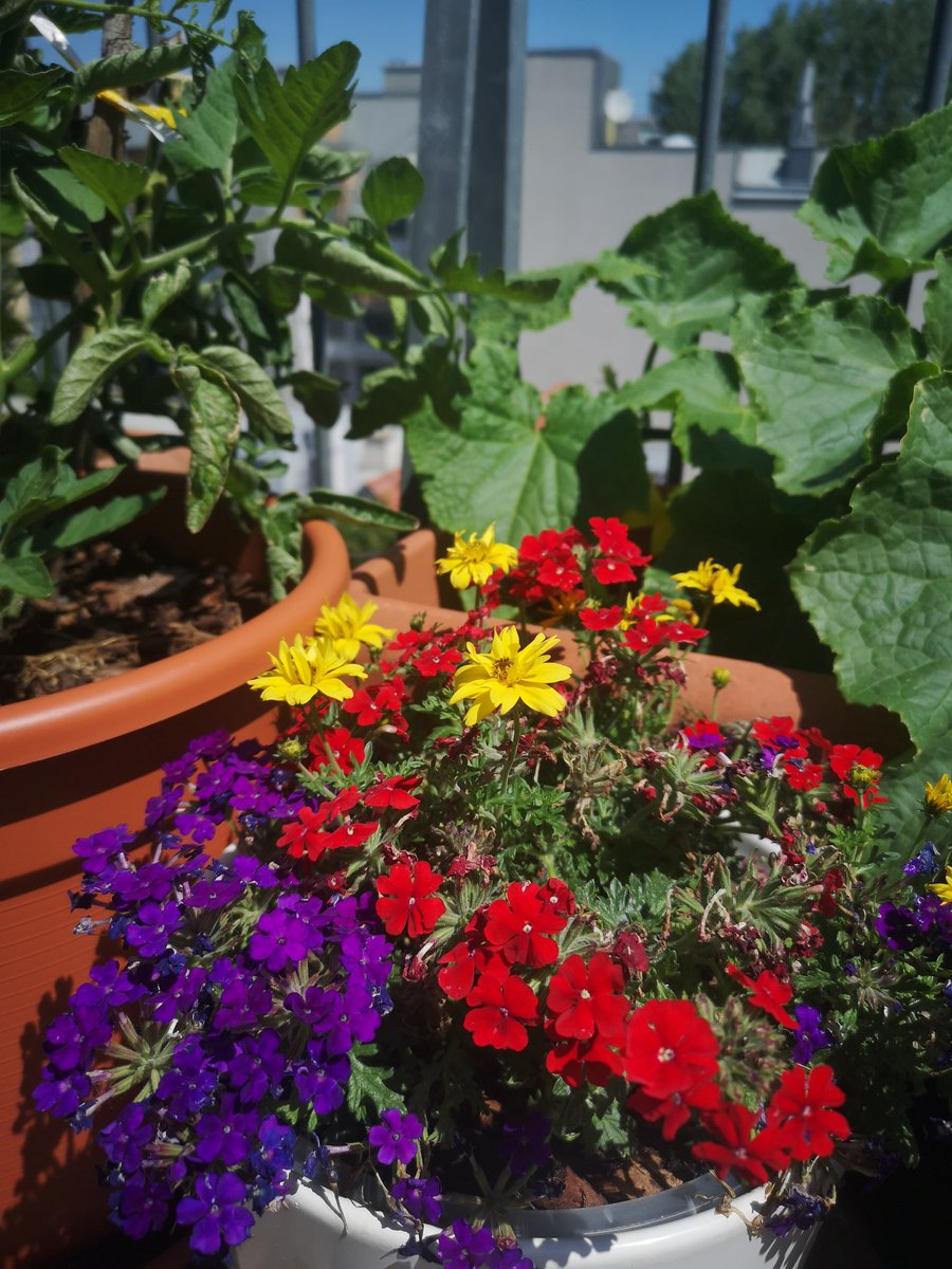 AlbertT80's tweet photo. #balcony #flowers #plants https://t.co/xTRJECcMvh