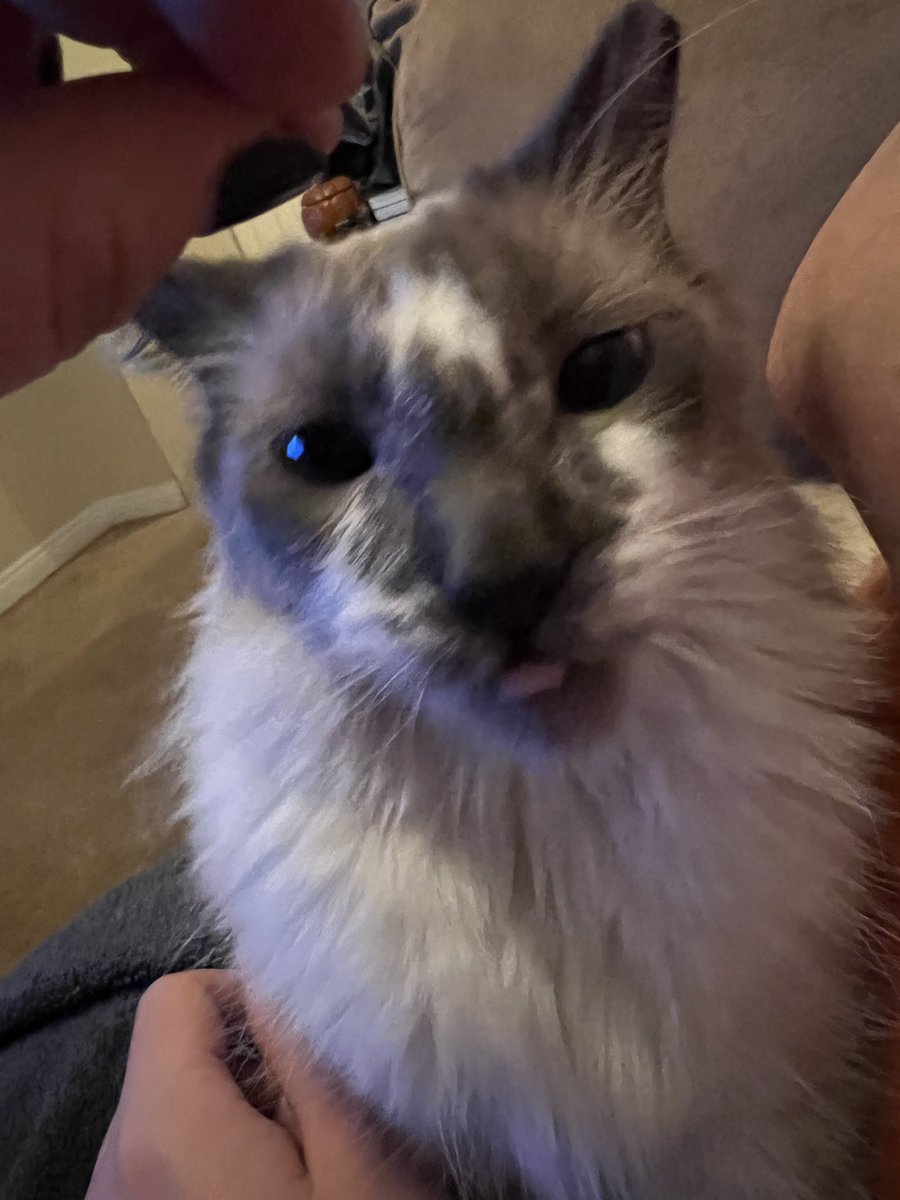 LOCAL_GHOUL's tweet photo. What I see vs what my cat sees https://t.co/vNocKAqPtE
