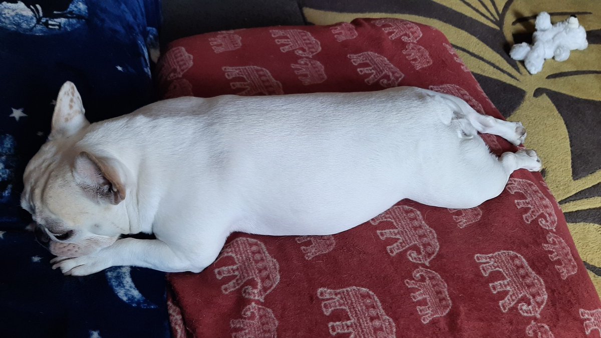Freerae13's tweet photo. Lazy Sundays with Moo 💤💤💤 #letsleepingdogslie #sleepyfrenchie #frenchbulldog #frenchiesoftwitter https://t.co/AoWlmlosPe