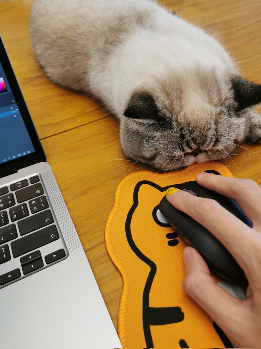 GM y'all 😎🐻🌞
/ Working while babysitting this guy is quite intense... 😂
/ my friend's cat, Mr. Ruj 🐱
#NFTCommunity #sundayvibes