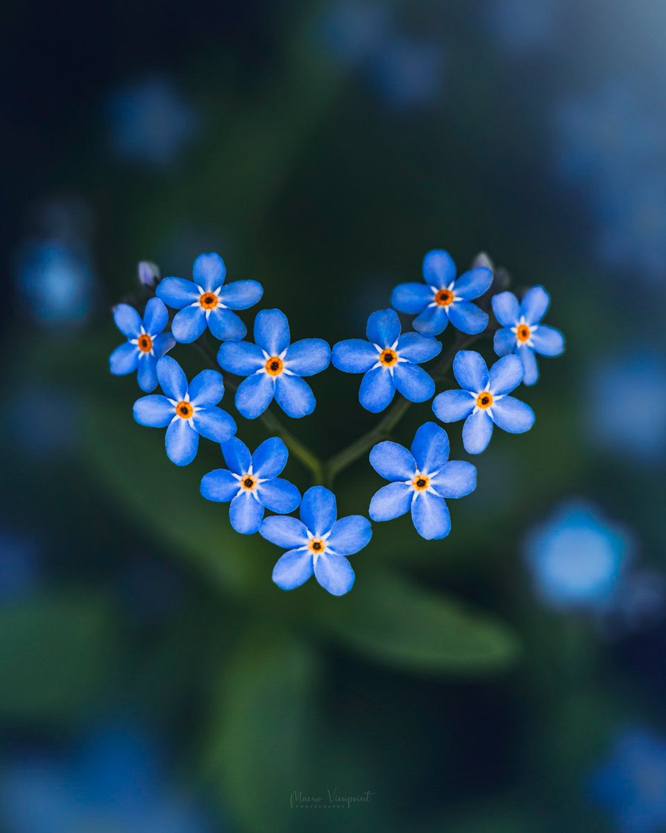 MacroViewpoint's tweet photo. @sefayamak Forget me not heart I recently captured 💙 https://t.co/PohyhQYymJ