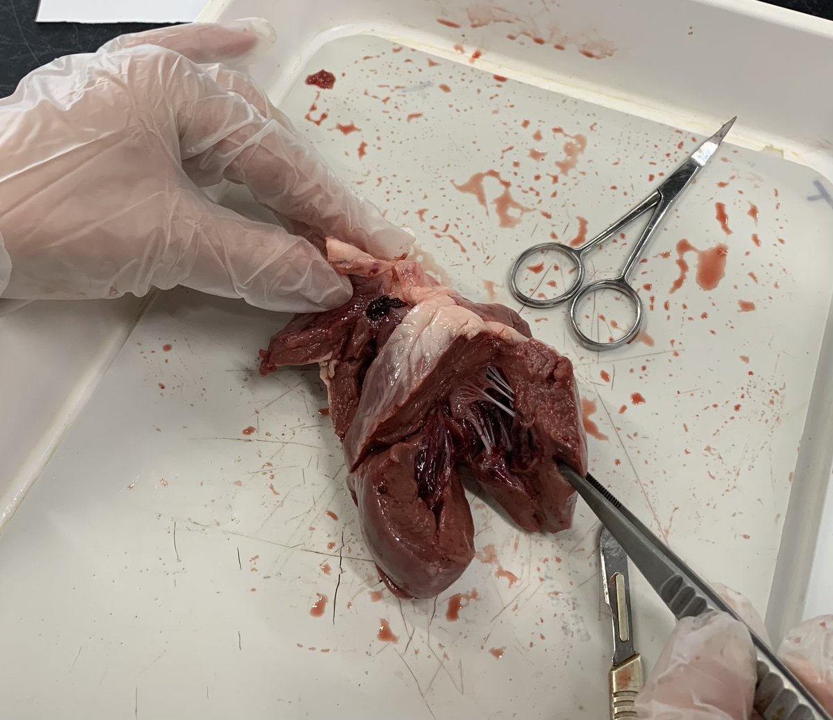 One of the students in year 7 Science exploring the structure of a pigs heart. Really allowed them to see the theory about the heart as a muscle up close. <a href="/ScienceAtESJ/">ESJ Science</a> <a href="/EppingStJohns/">ESJ</a>