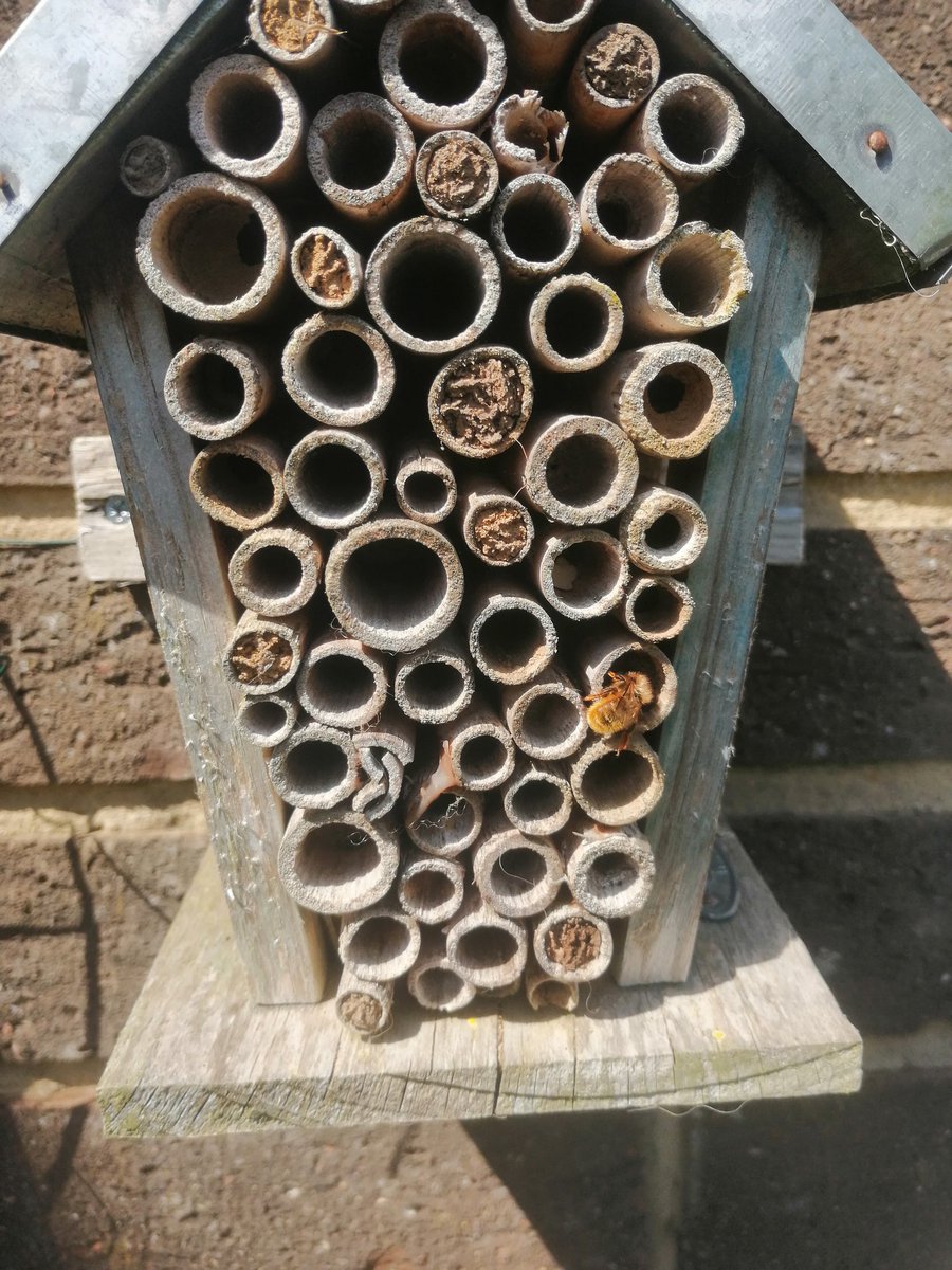 SarahCrabbe1's tweet photo. #SpringWatch #MinerBees #Nesting here are our miner bees making lots of nests. You can see her being busy near the bottom. https://t.co/IH26VxCghX