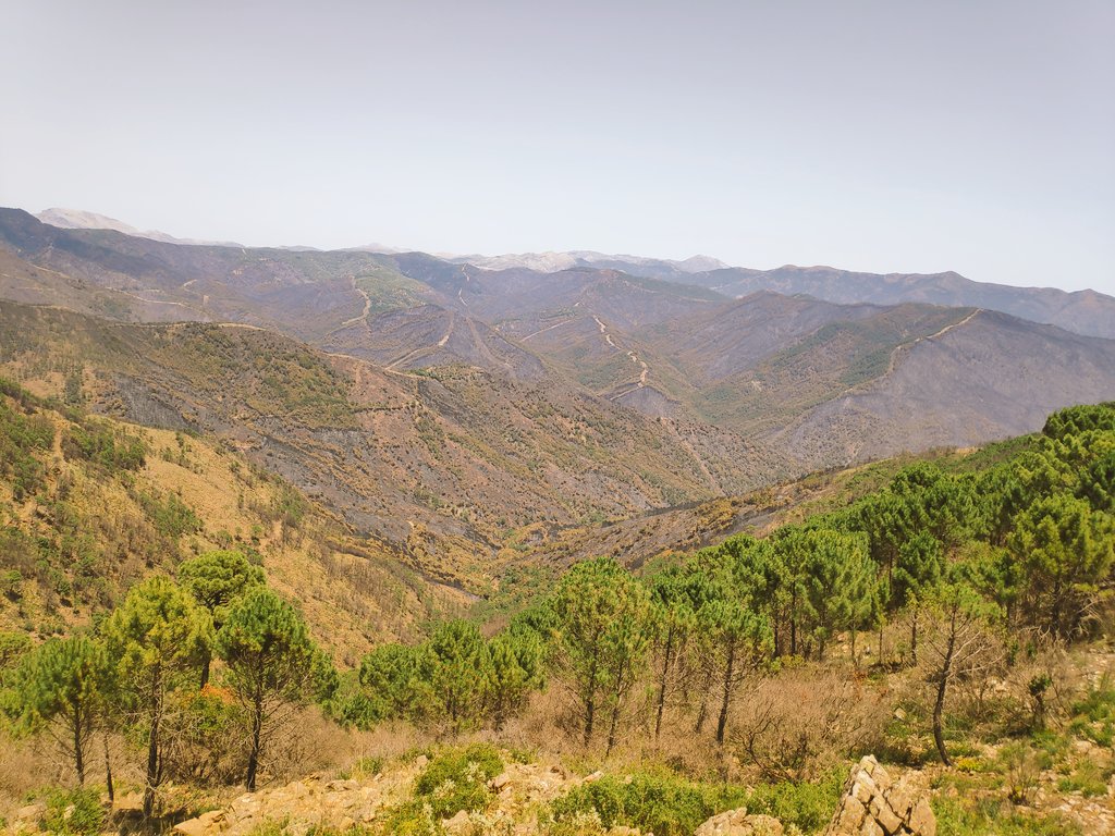 BudiNervion's tweet photo. El paisaje que deja un incendio es desolador, casi desértico en mucho casos ... Esperemos que no tengamos que sufrir otro gran incendio está campaña. #IFPujerra #Brica #wildlands #handcrews #luchacontraincendios https://t.co/Tw7laNBVAy