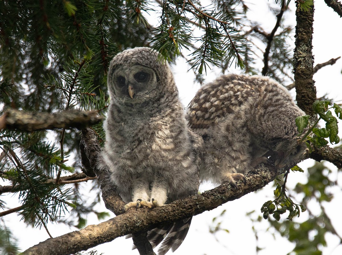 2 of the triplets. Nature at its best