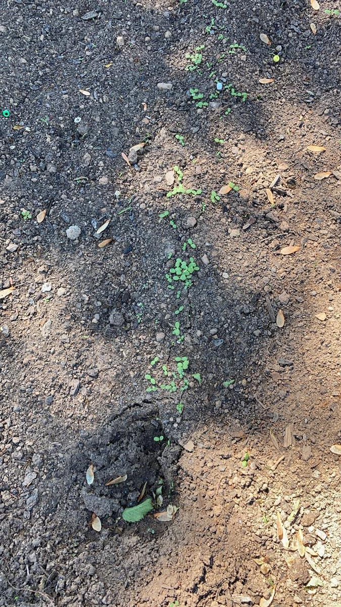 SchoolSolvers's tweet photo. Garlic and romaine lettuce sprouts in the Bessborough School Garden 🪴 https://t.co/vCowEAkZrV