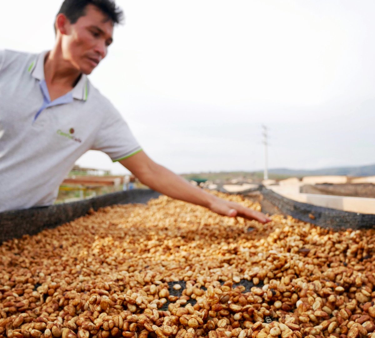 Honey Huabal from CENFROCAFE is available on spot this month! This coffee has notes of berry, dark chocolate, butter, clove, and blackcurrant.

For more details, follow the link to our spot offerings! 
bit.ly/CooperativeCof…