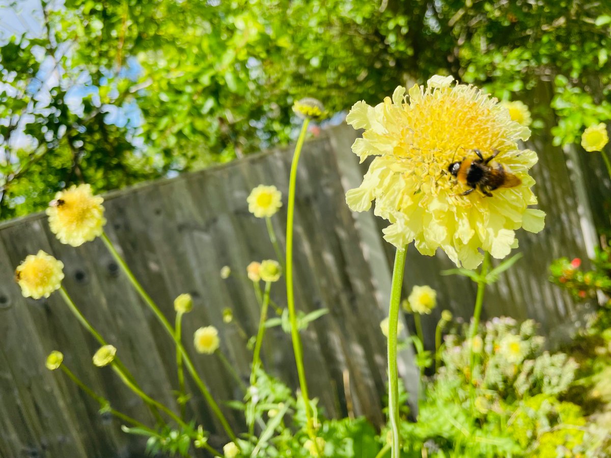 Absolute favourite plant in my garden is back in full bloom, the bees are big fans too 🌼🐝☀️