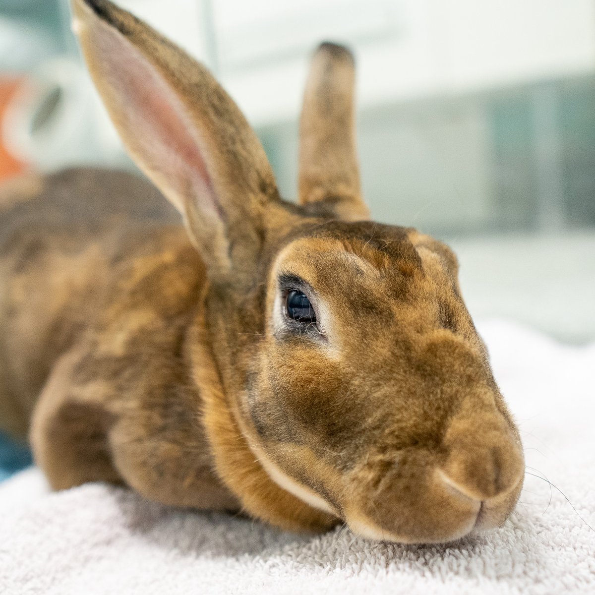 CalgaryHumane's tweet photo. 🚨ADOPTERS NEEDED🚨 We are officially full. Our shelter is crowded and we need to find our animals loving families ASAP!

Today until the end of June, ALL ANIMALS can be adopted with a "choose your own adoption fee" ❤️

MEET OUR ANIMALS ➡️ https://t.co/L56ij0CsVZ https://t.co/X8ymKXuwYY