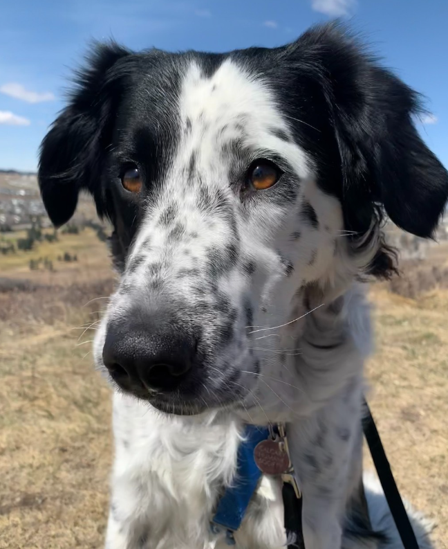CalgaryHumane's tweet photo. 🚨ADOPTERS NEEDED🚨 We are officially full. Our shelter is crowded and we need to find our animals loving families ASAP!

Today until the end of June, ALL ANIMALS can be adopted with a "choose your own adoption fee" ❤️

MEET OUR ANIMALS ➡️ https://t.co/L56ij0CsVZ https://t.co/X8ymKXuwYY