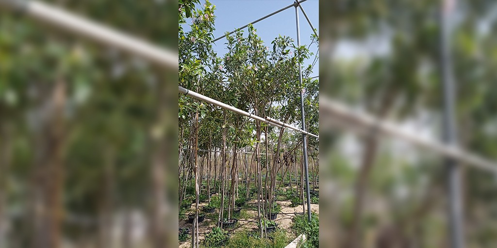 DaffodilsPlants's tweet photo. #TabebuiaRosea is beautiful tree that blooms in spring and summer.

For Buying - https://t.co/jVmyztbIQ1

#FloweringTree #PinkFlowers #PinkPoui #PlantsOnline #TreesOnline #PlantNursery #PlantShop #OnlinePlantNursery #OnlinePlantShop #DaffodilsPlantNursery #Daffodils #Qatar #Doha https://t.co/3DtUUrw0pC