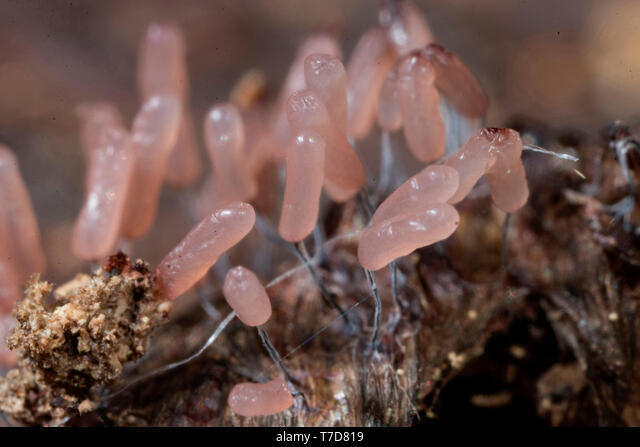 moelizbro's tweet photo. @EricHastie @peiferlabunc I follow a lot of fungus/slime mold people on Instagram and just by chance a photo came up that made me think of your lil buds, which I now think are NOT stemonitis but stemonitopsis! Shoulda trusted my gut they weren't quite right. Do you remember what they looked like up close? https://t.co/JDO5JWUXvE