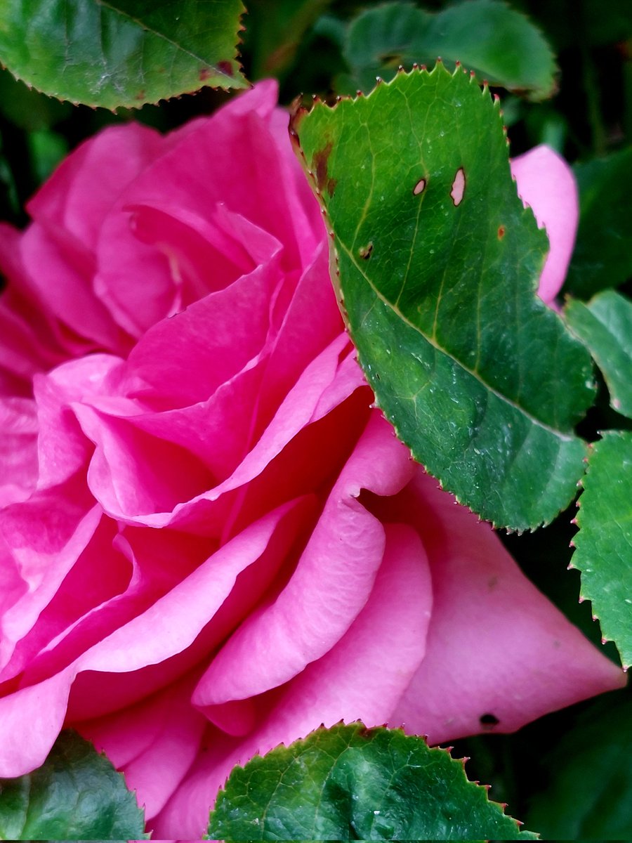 #beautifulroses 
#englishrose 
#pinkrose 
#roses 
#Flowers 
#photography 
#photo 
#thephotooftheday 
#photographylovers