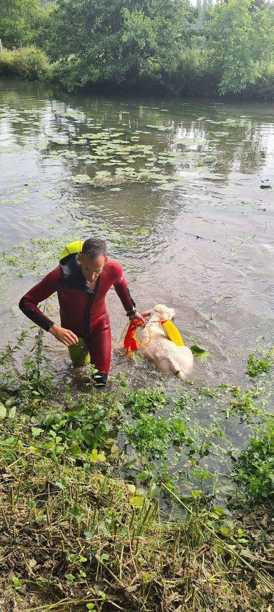 sdis27's tweet photo. Chaque jour les #sapeurspompiers du colonel HC Ducouret sauvent des vies … Aujourd’hui les #sauveteursAquatiques ont aussi sauvé un #veau tombé dans la #Risle 

#chaquevieCompte pour les @PompiersFR #soldatsdelavie 
#bienetreAnimal https://t.co/JLMdx0sqo8