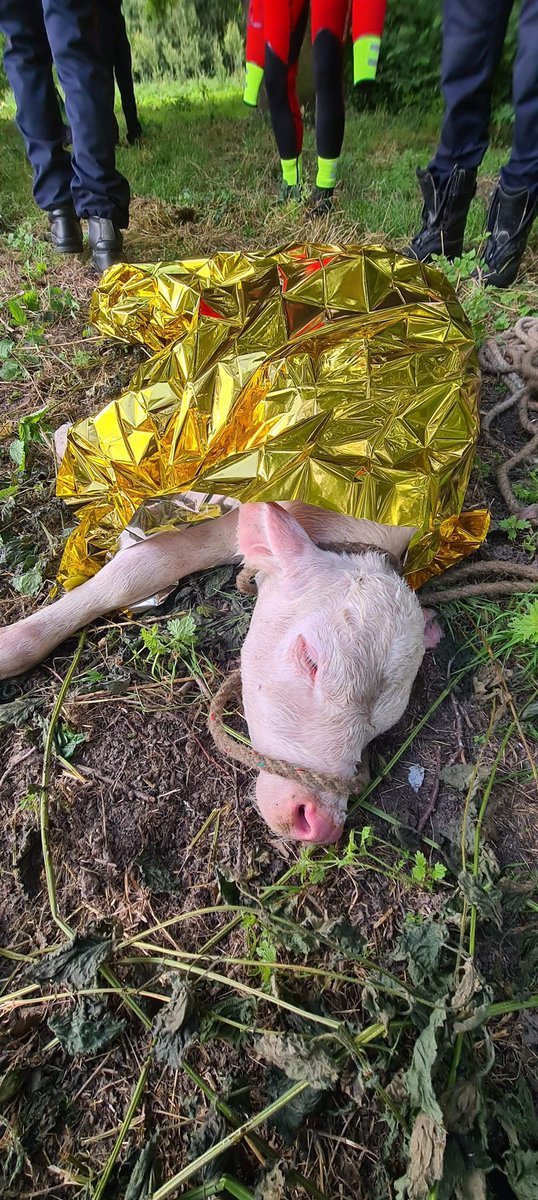 sdis27's tweet photo. Chaque jour les #sapeurspompiers du colonel HC Ducouret sauvent des vies … Aujourd’hui les #sauveteursAquatiques ont aussi sauvé un #veau tombé dans la #Risle 

#chaquevieCompte pour les @PompiersFR #soldatsdelavie 
#bienetreAnimal https://t.co/JLMdx0sqo8