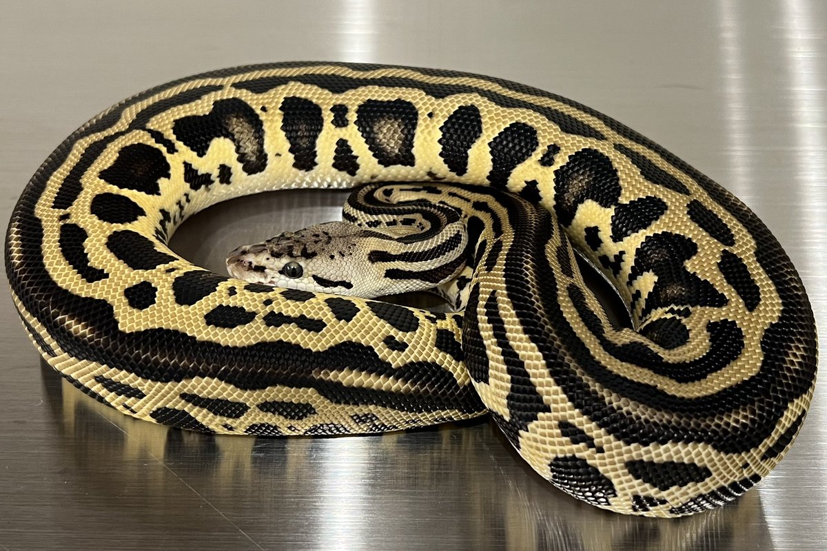 CMAIN_MORPHS's tweet photo. Pastel Leo crypton het DG (FM)🔥

DG festival is being held 🎉🎉🎉

@DeuReptiles #ballpython #ballpythons #clownballpython #cryptonballpyhon #crypton #clown #leoperd #desertghost https://t.co/pNdzGXt0W8