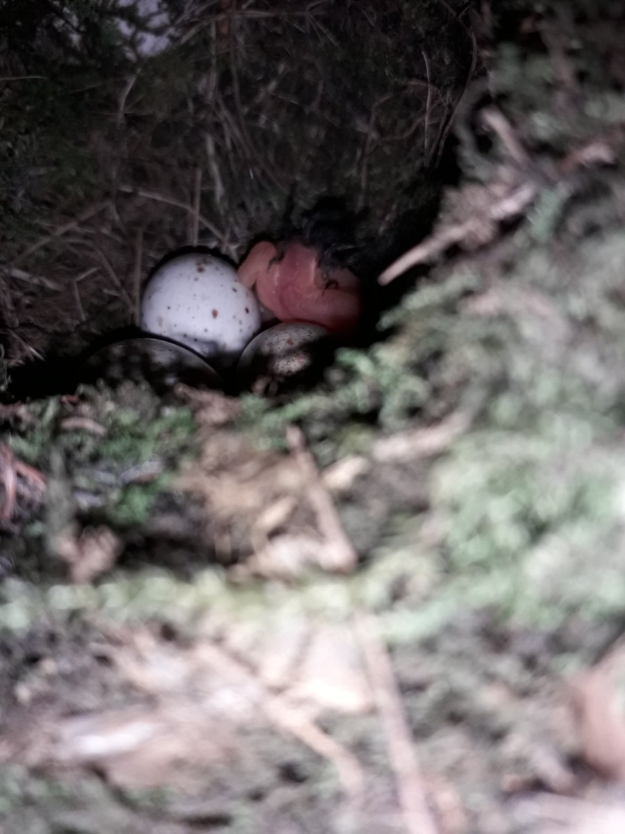 DHarazny's tweet photo. Robin eggs on my local patch have started to hatch, but not expecting them to survive considering where the female has nested. #Nests #Oldboot #MyPatch #Cheshire. https://t.co/0LuOBRdG0c