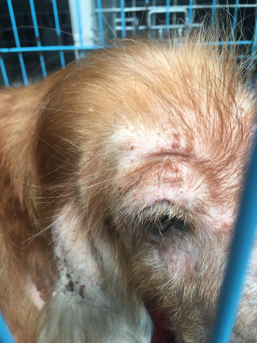 AdoptionsUk's tweet photo. Please retweet, this poor dog was found abandoned this week after having puppies,  suffering from severe neglect and starving. 

She and her daughter were stolen a year ago. 
They have been bred and dumped.
 
Don't buy puppies or kittens online  - RESCUE, ADOPT, FOSTER ✅

#dogs https://t.co/nRUUVy62rz