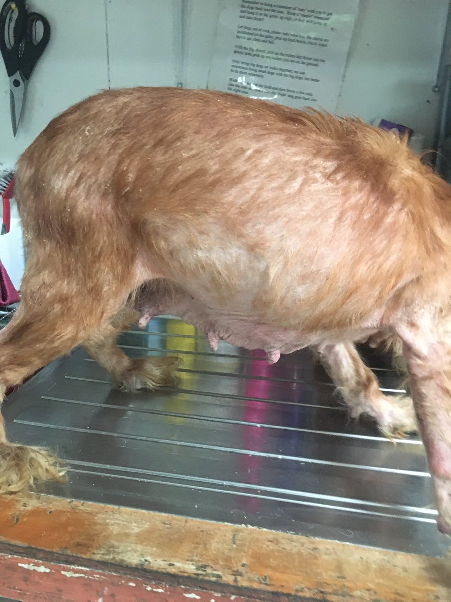 AdoptionsUk's tweet photo. Please retweet, this poor dog was found abandoned this week after having puppies,  suffering from severe neglect and starving. 

She and her daughter were stolen a year ago. 
They have been bred and dumped.
 
Don't buy puppies or kittens online  - RESCUE, ADOPT, FOSTER ✅

#dogs https://t.co/nRUUVy62rz