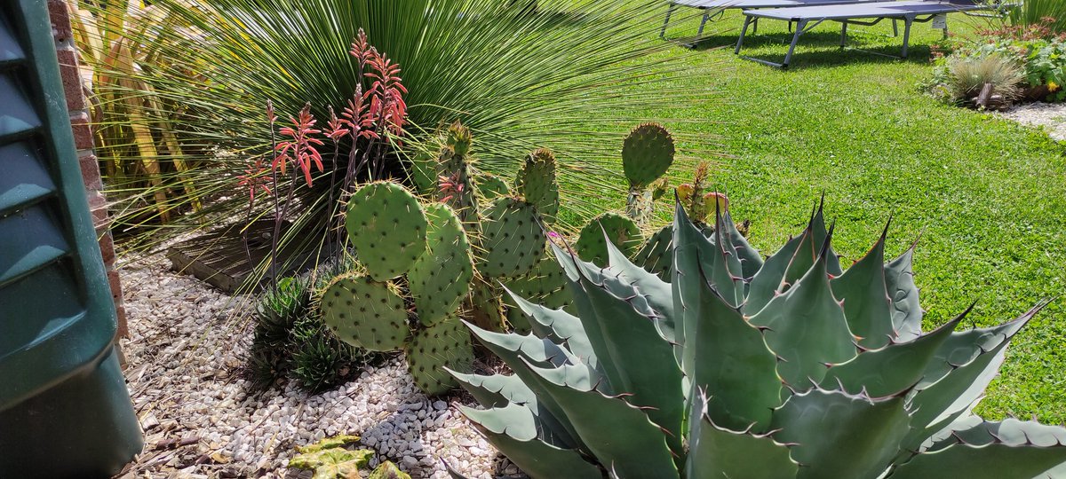 chuwba46's tweet photo. Zone des cactus et autres plantes de terrain aride :) https://t.co/7MLMeAz03Y