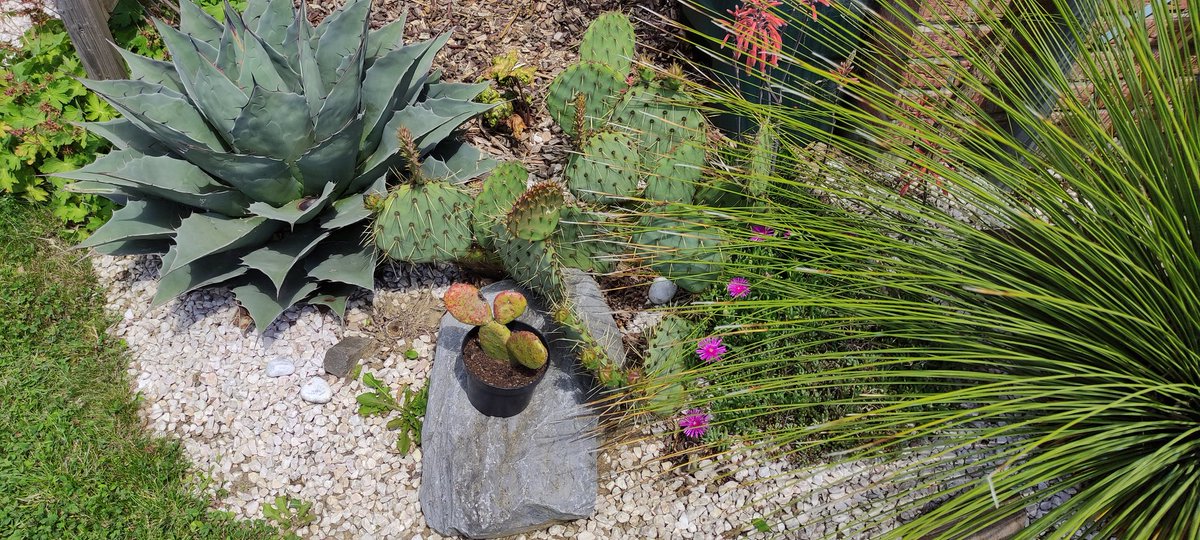 chuwba46's tweet photo. Zone des cactus et autres plantes de terrain aride :) https://t.co/7MLMeAz03Y
