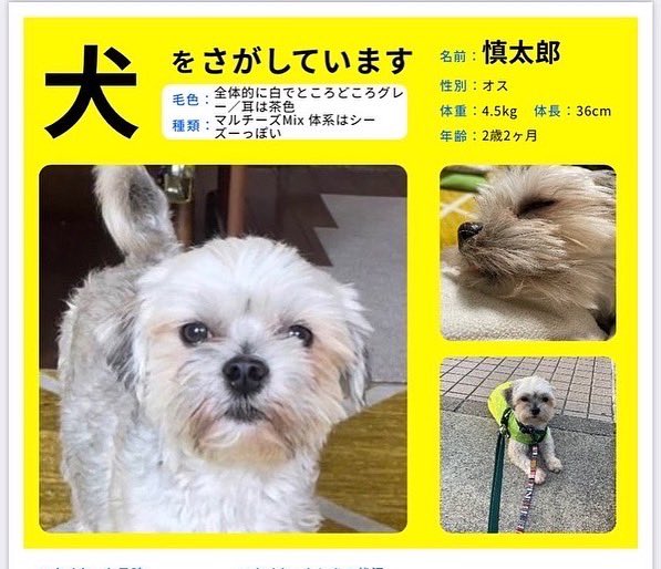 KumikoZuka's tweet photo. 迷い犬　更新
🍀ご協力お願いいたします。　

今日は目撃情報ありません。
ケガとかしてない？
誰どなたか保護していませんか？

見かけても
🙅‍♂️追いかけないで、声かけず、すぐにDMを下さい。
動画や写真ありがたいです。
#千葉県　＃船橋市　#鎌ヶ谷市　#中沢　＃市川市　#迷子犬　#拡散希望 https://t.co/yUOmVR96Vl