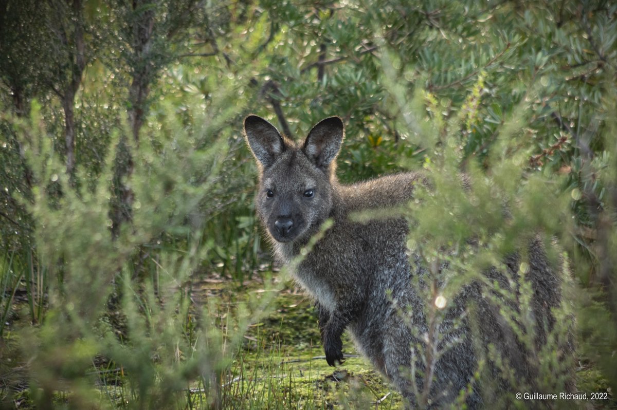 g_richaud's tweet photo. One curious Bennets #wallaby just a few meters away from Surveyor's Hut. #ThreeCapesTrack #Australia
@TasmaniaParks
@Tasmania https://t.co/D2i9t2Uu5s
