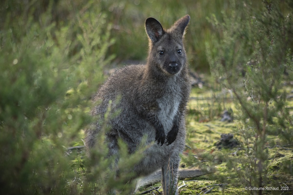 g_richaud's tweet photo. One curious Bennets #wallaby just a few meters away from Surveyor's Hut. #ThreeCapesTrack #Australia
@TasmaniaParks
@Tasmania https://t.co/D2i9t2Uu5s