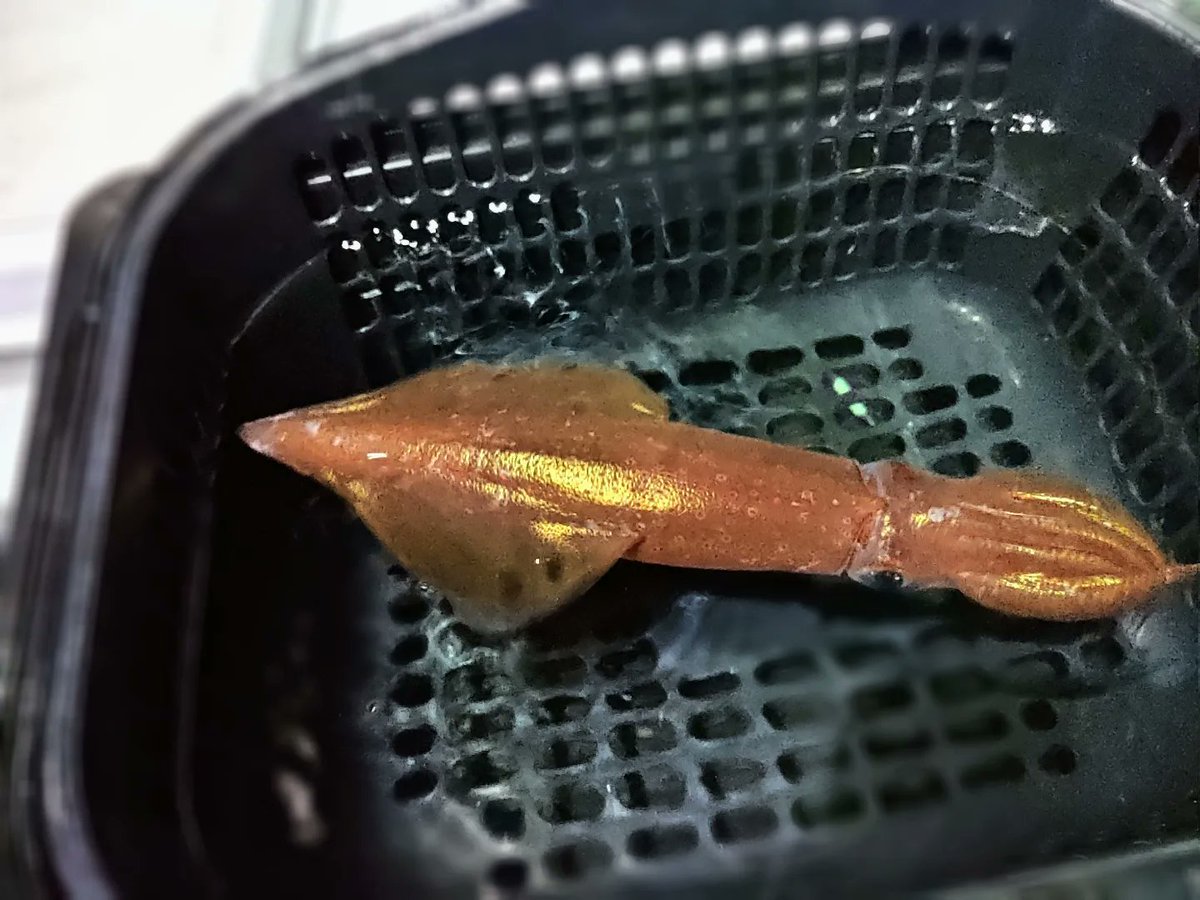 okunocchi802's tweet photo. #イカメタル
デビュー‼️　
そう甘くはなく、辛うじて一杯ゲット、、、

お隣の方に頂いたスルメ２杯は沖漬けに、先輩からもケンサキ一杯頂き、お土産は確保😆😆

ブクブクしながら、生かして持ち帰りましたが、生き残ったのは１杯😓😓😓活け作りに挑戦‼️

先輩、お隣のお兄さんありがとうございました https://t.co/a0LHDlE9b8