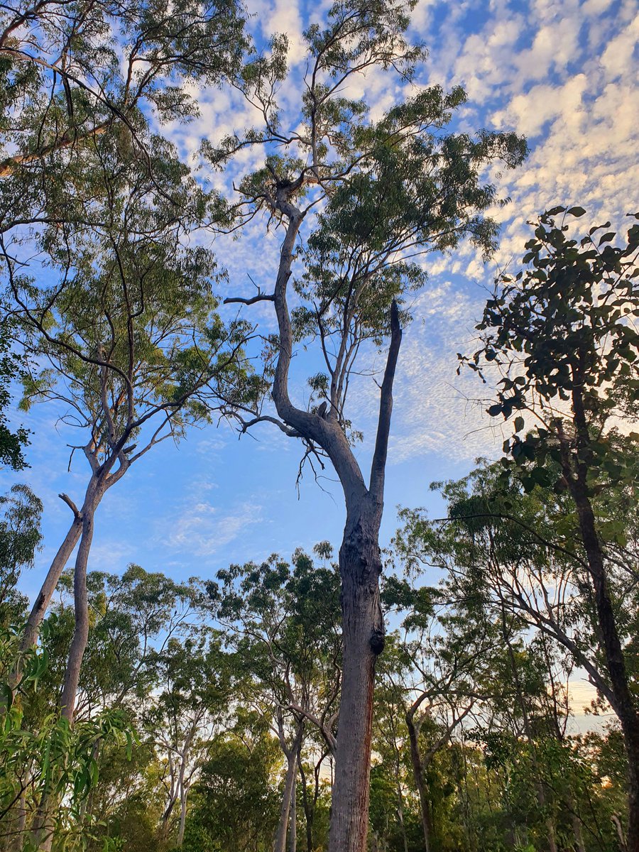 Two very happy fellows who have just found their second #RedGoshawk nest in three days! For context, I didn't find one in the first 3 years of my PhD!